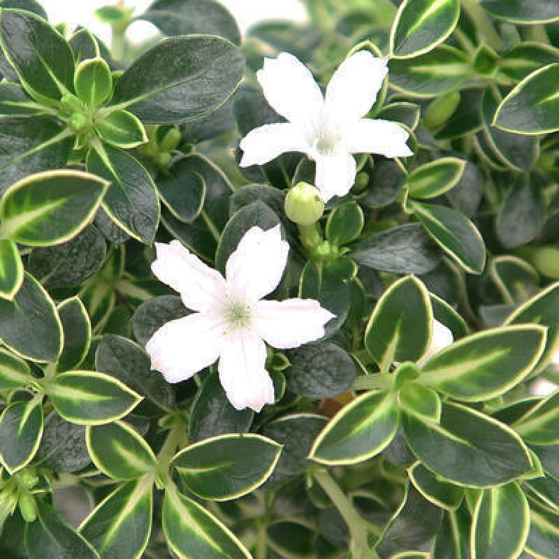 Zimmerbonsai - Serissa foetida Variegata - Baum der tausend Sterne
