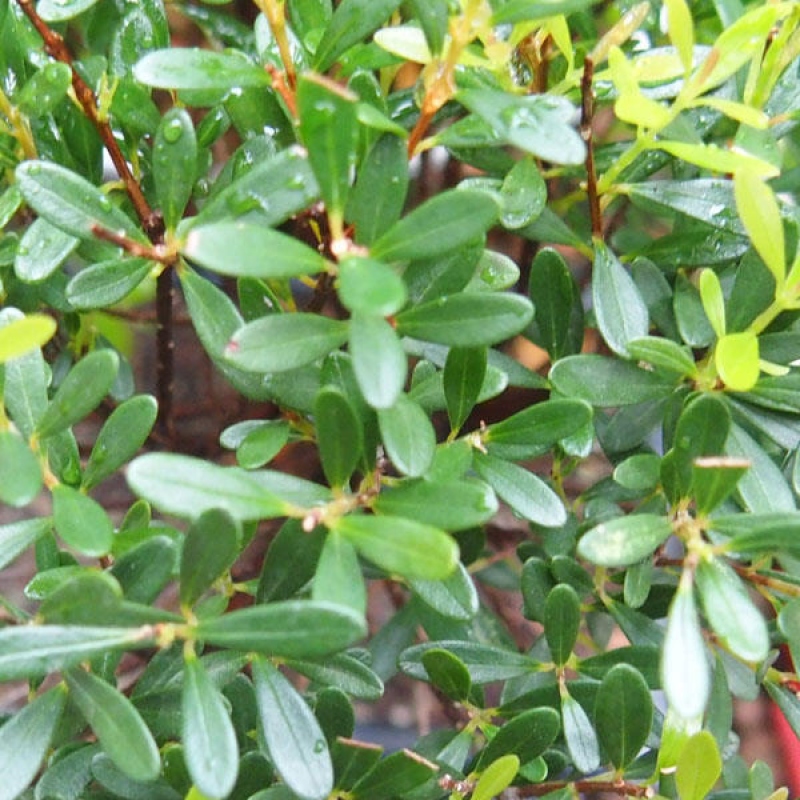 Zimmer Bonsai - Syzygium - Pimentovník