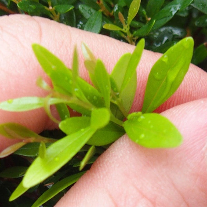 Zimmer Bonsai - Syzygium - Piment