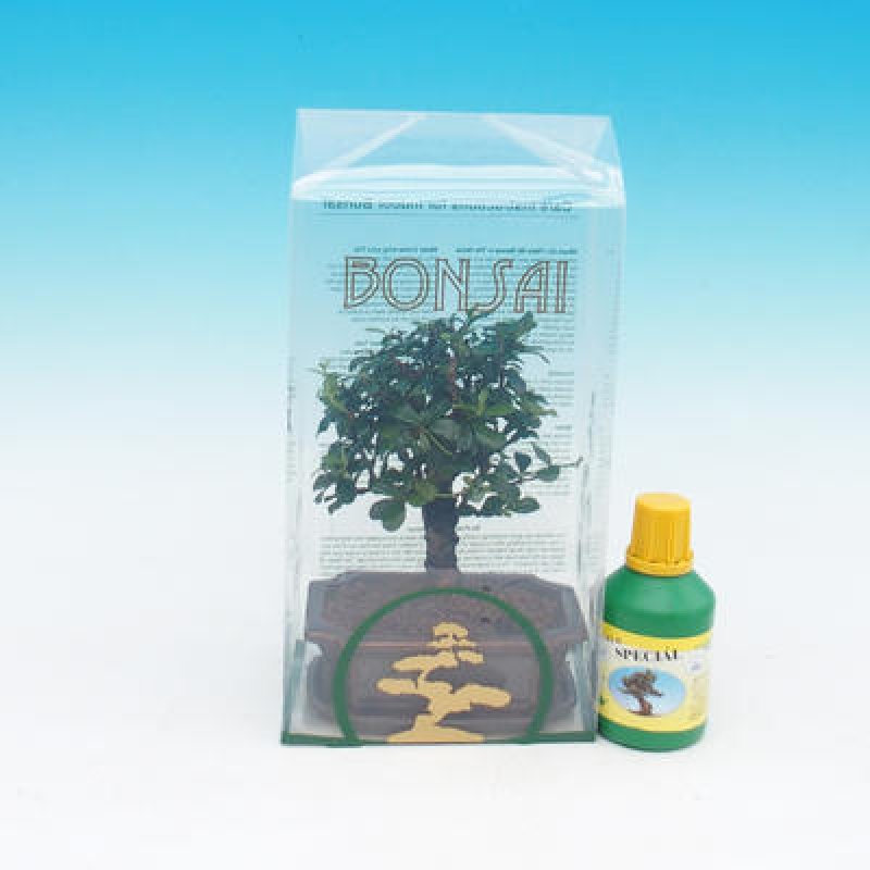Zimmer-Bonsai in einem Geschenkkarton