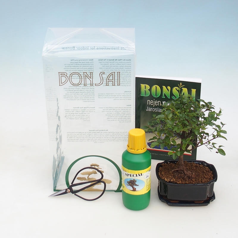 Zimmer Bonsai in Sagaretie thea Geschenk-Box - Sagaretie Tee