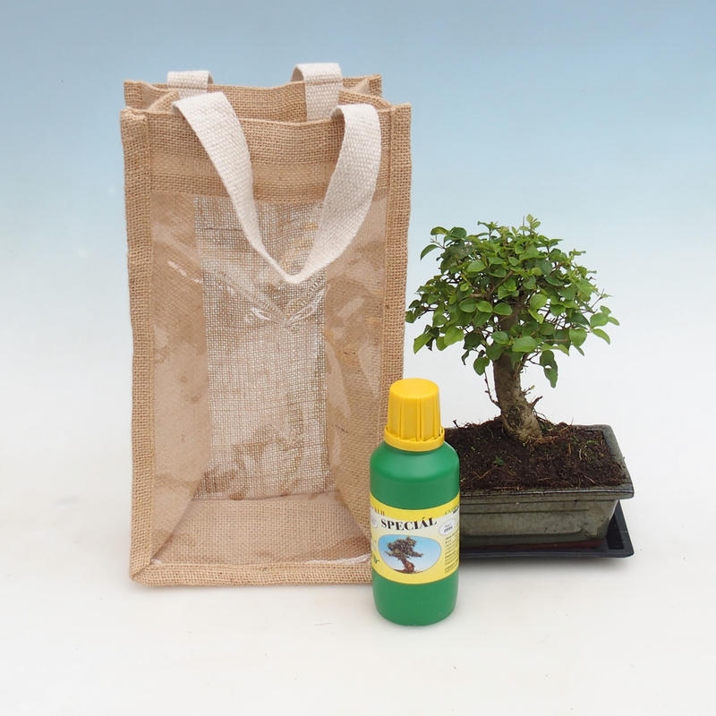 Zimmerbonsai in einer Geschenktüte – JUTA  Vogelbeere – Ligustrum chinensis