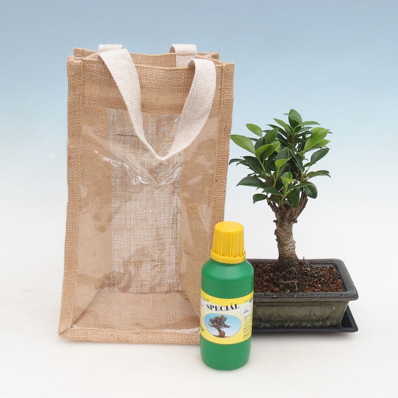Zimmerbonsai in Geschenktüte - JUTA Ficus retusa