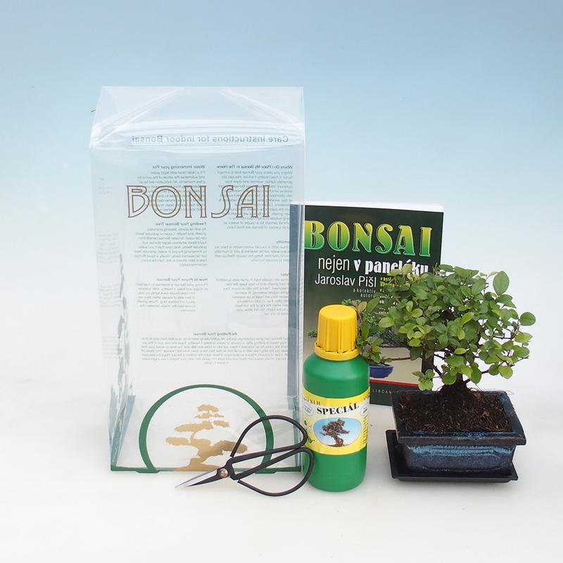 Zimmer Bonsai in Sagaretie thea Geschenk-Box - Sagaretie Tee