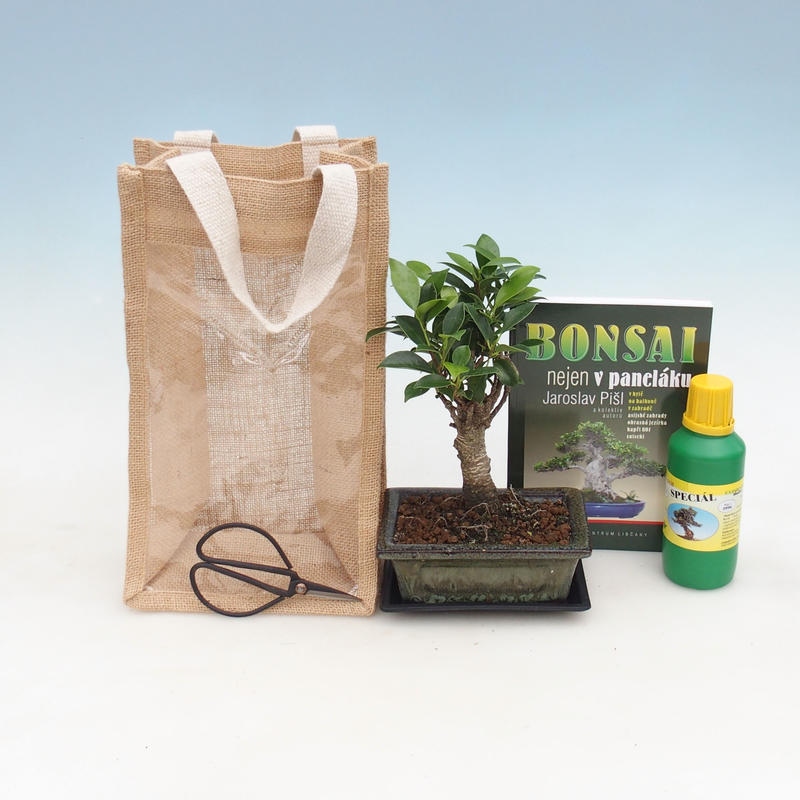 Zimmerbonsai in Geschenktüte - JUTA Ficus retusa