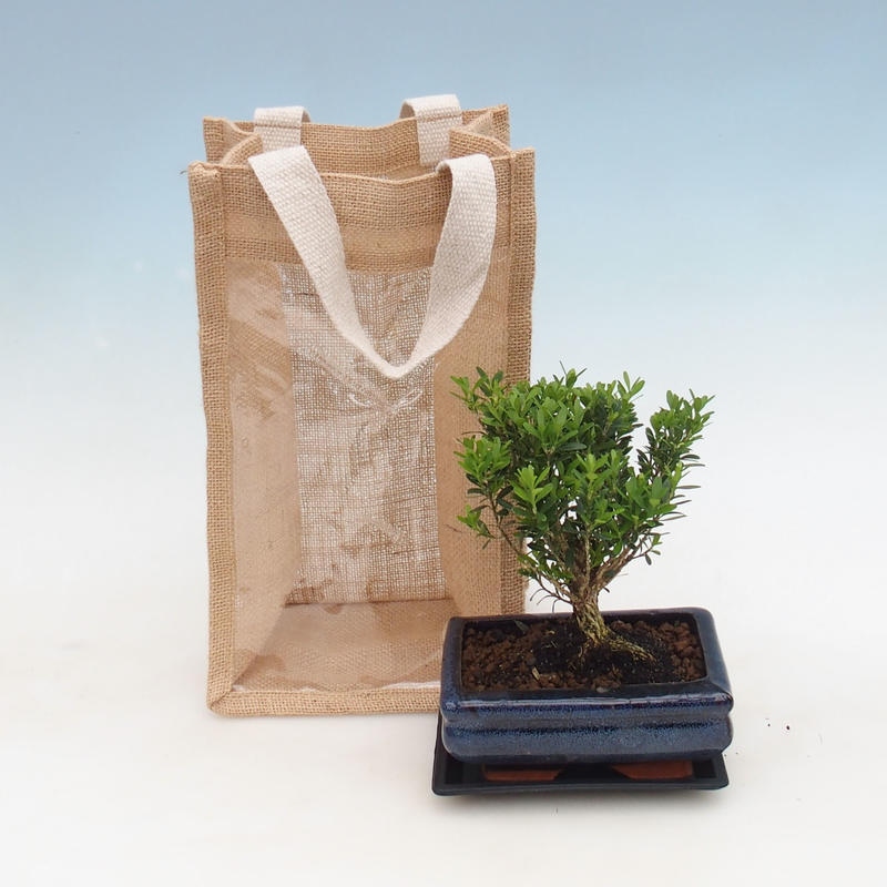 Zimmerbonsai im Geschenkbeutel - JUTA Buxus harlandii-Korkbuxus