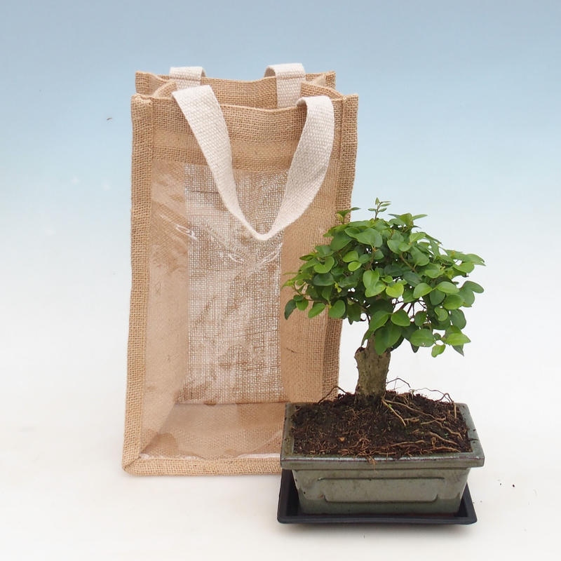 Zimmerbonsai in einer Geschenktüte – JUTA  Vogelbeere – Ligustrum chinensis