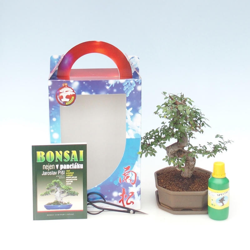 Ulmus parvifolia - Chinesische Ulme