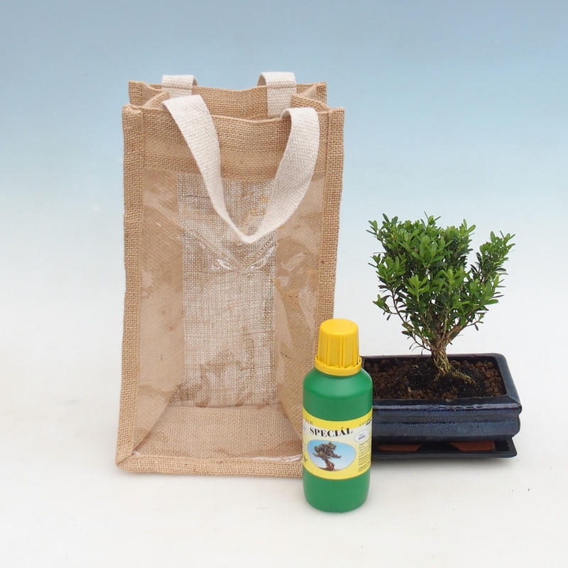 Zimmerbonsai im Geschenkbeutel - JUTA Buxus harlandii-Korkbuxus