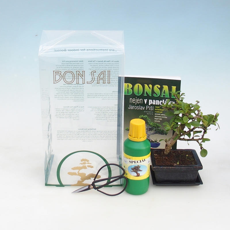 Zimmerbonsai im Geschenkkarton Carmona macrophylla - Fuki Tee