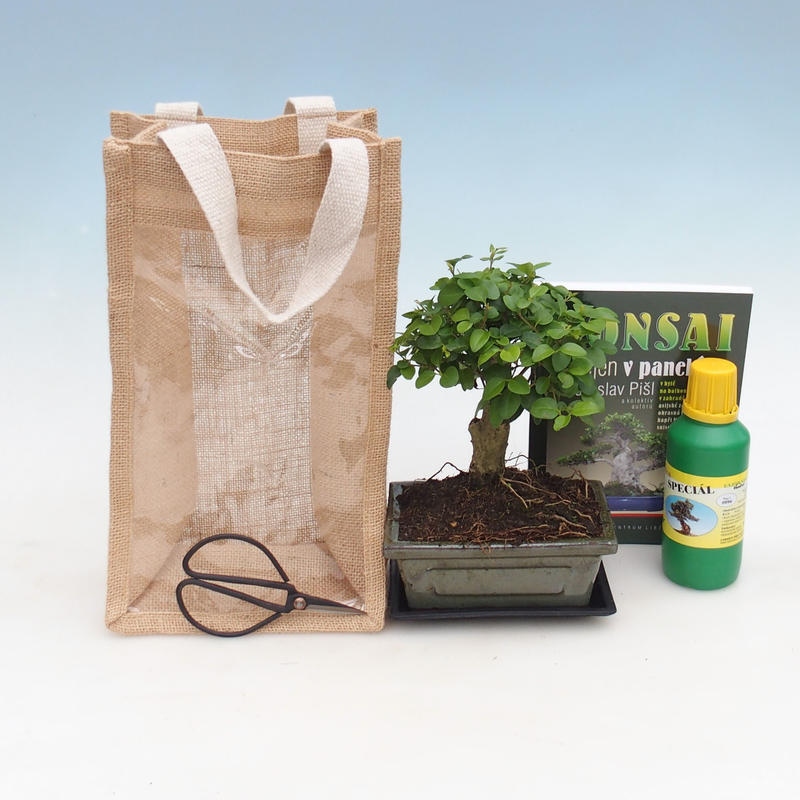 Zimmerbonsai in einer Geschenktüte – JUTA  Vogelbeere – Ligustrum chinensis