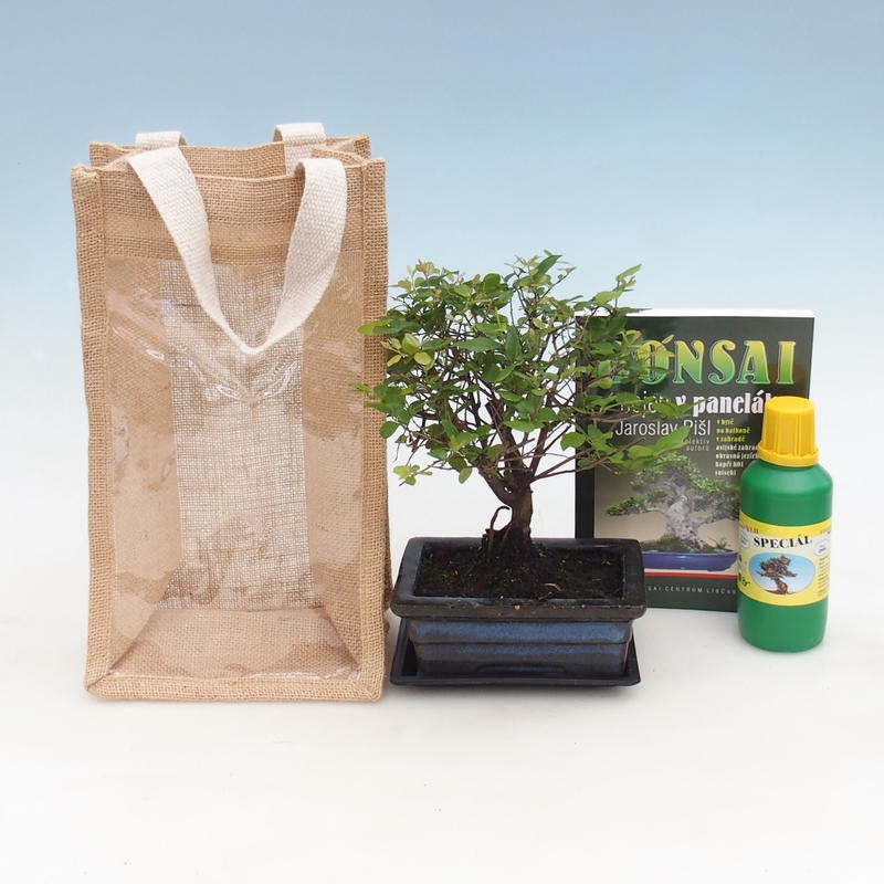 Zimmerbonsai in Geschenktüte - JUTA Sageretia thea