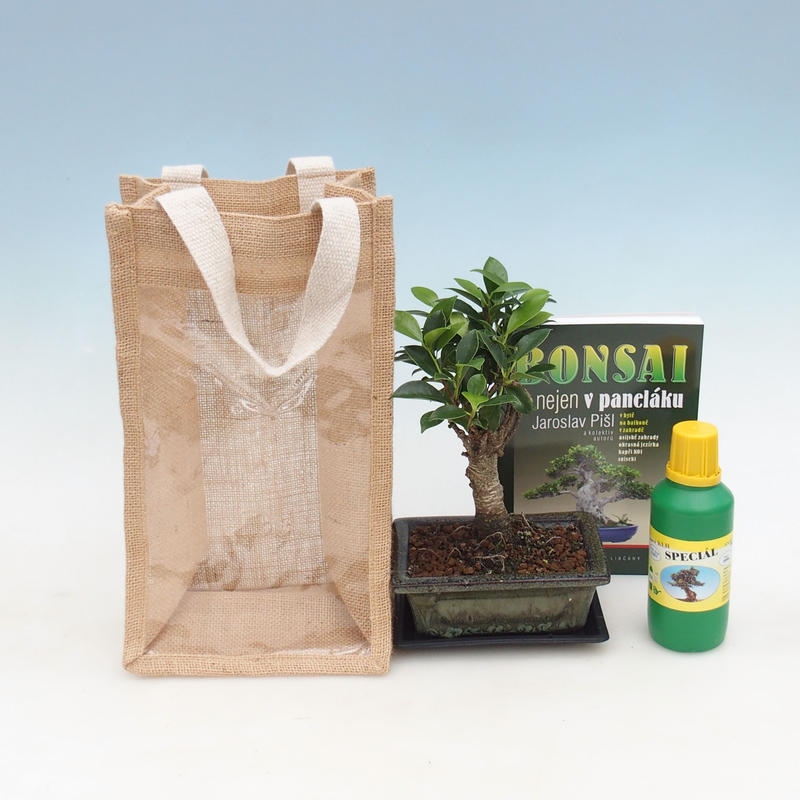 Zimmerbonsai in Geschenktüte - JUTA Ficus retusa