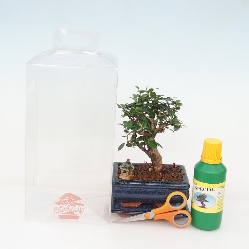 Zimmerbonsai in einer Geschenkbox für Mädchen – Chai-fuki – Carmona microphylla