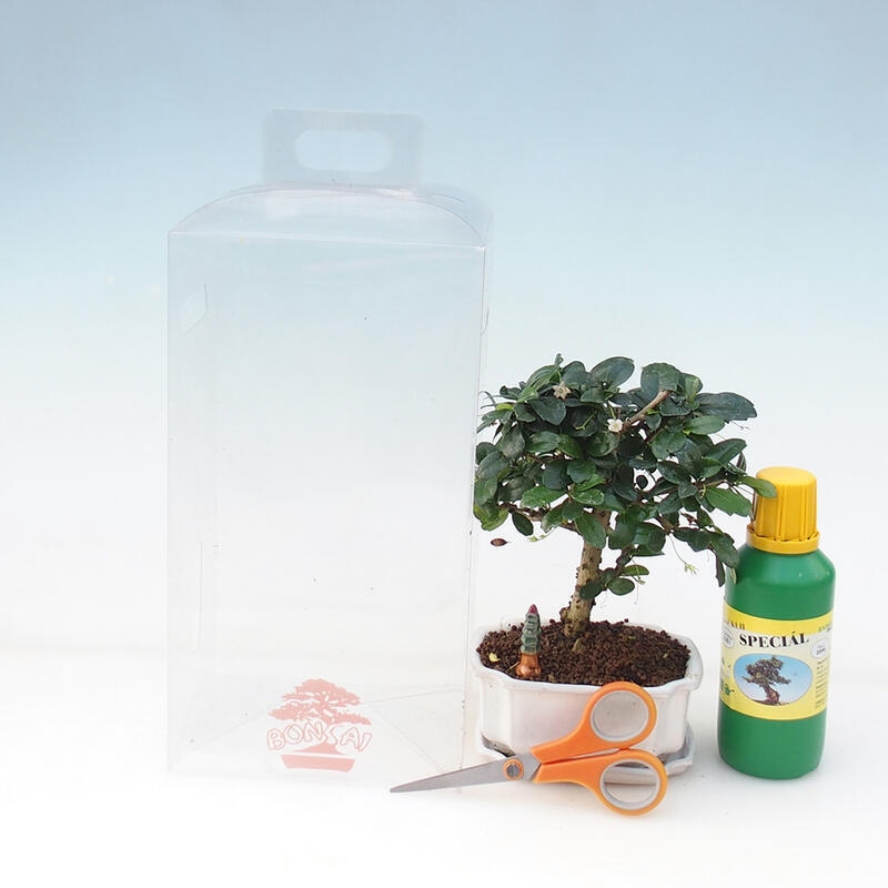Zimmerbonsai in einer Geschenkbox für Mädchen – Chai-fuki – Carmona microphylla