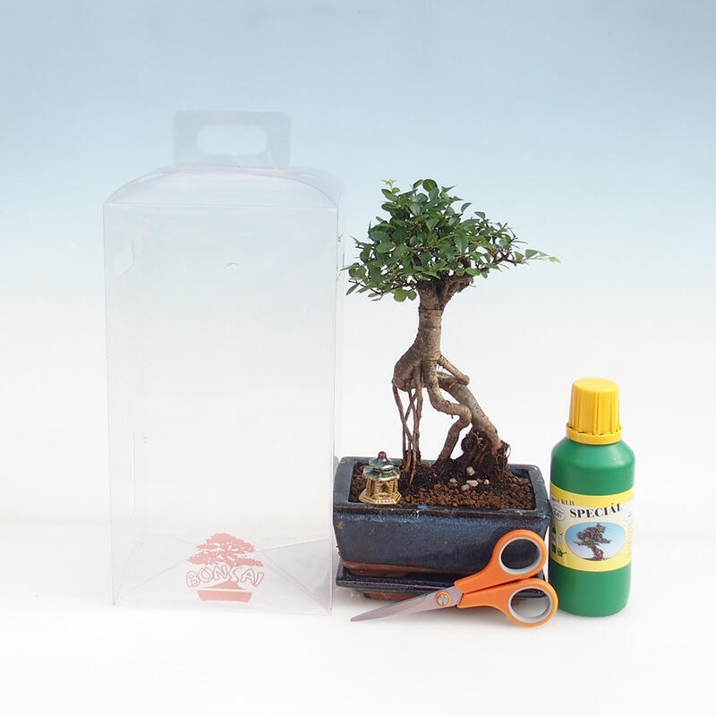 Zimmerbonsai in einer Geschenkbox für Mädchen - Zimmerulme - Ulmus parvifolia