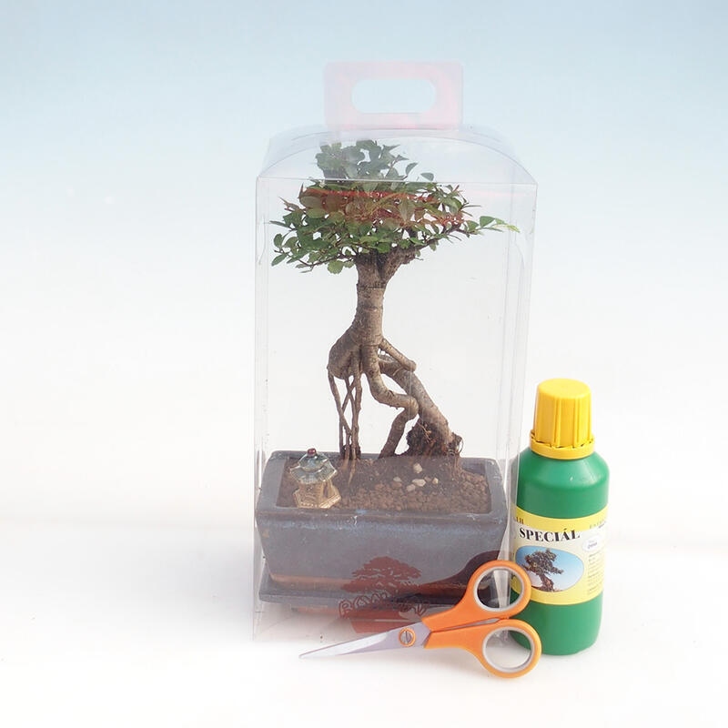 Zimmerbonsai in einer Geschenkbox für Mädchen - Zimmerulme - Ulmus parvifolia