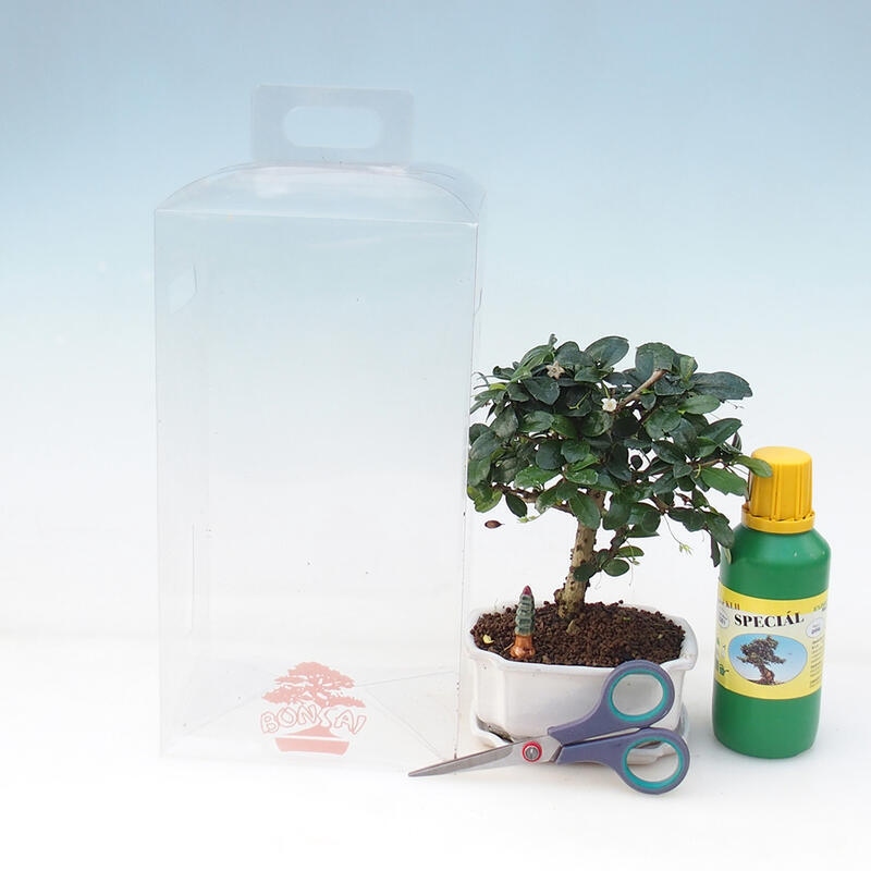Zimmerbonsai in einer Geschenkbox für Jungen – Chai-fuki – Carmona microphylla