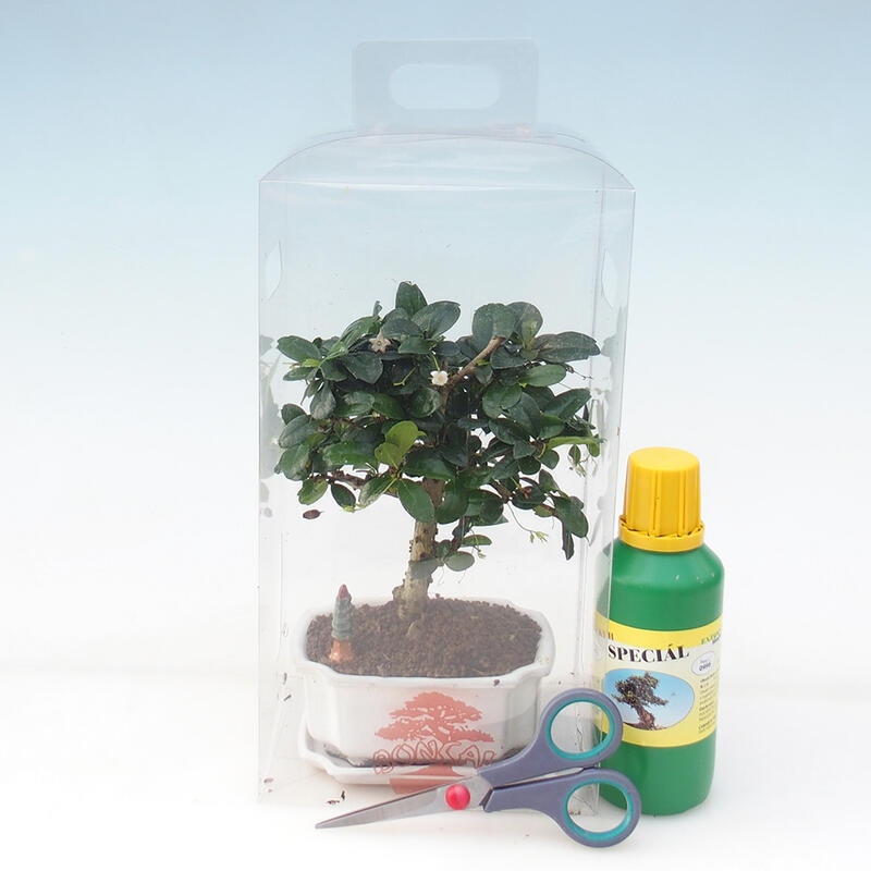 Zimmerbonsai in einer Geschenkbox für Jungen – Chai-fuki – Carmona microphylla