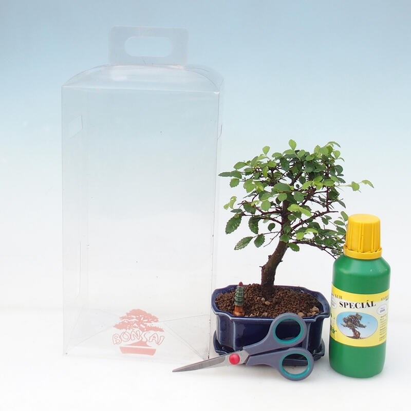 Zimmerbonsai in einer Geschenkbox für Jungen – Zimmerulme – Ulmus parvifolia