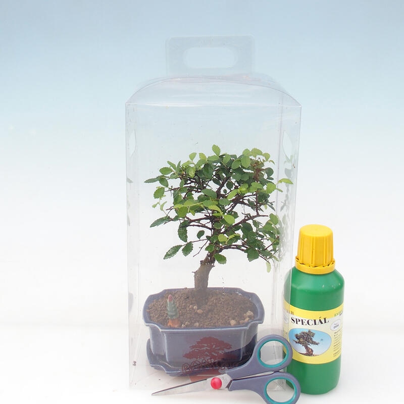 Zimmerbonsai in einer Geschenkbox für Jungen – Zimmerulme – Ulmus parvifolia