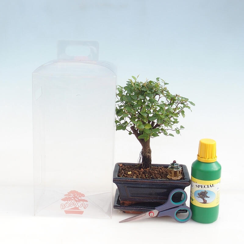Zimmerbonsai in einer Geschenkbox für Jungen – Sageretia thea