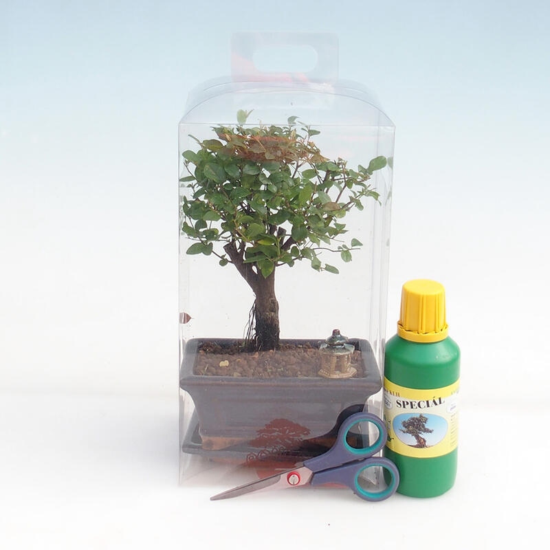 Zimmerbonsai in einer Geschenkbox für Jungen – Sageretia thea