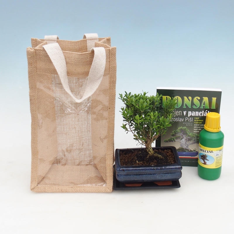Zimmerbonsai im Geschenkbeutel - JUTA Buxus harlandii-Korkbuxus