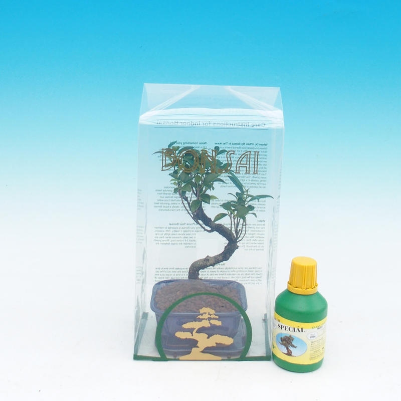 Zimmerbonsai im Geschenkkarton Ficus retusa - Kleinblättriger Ficus