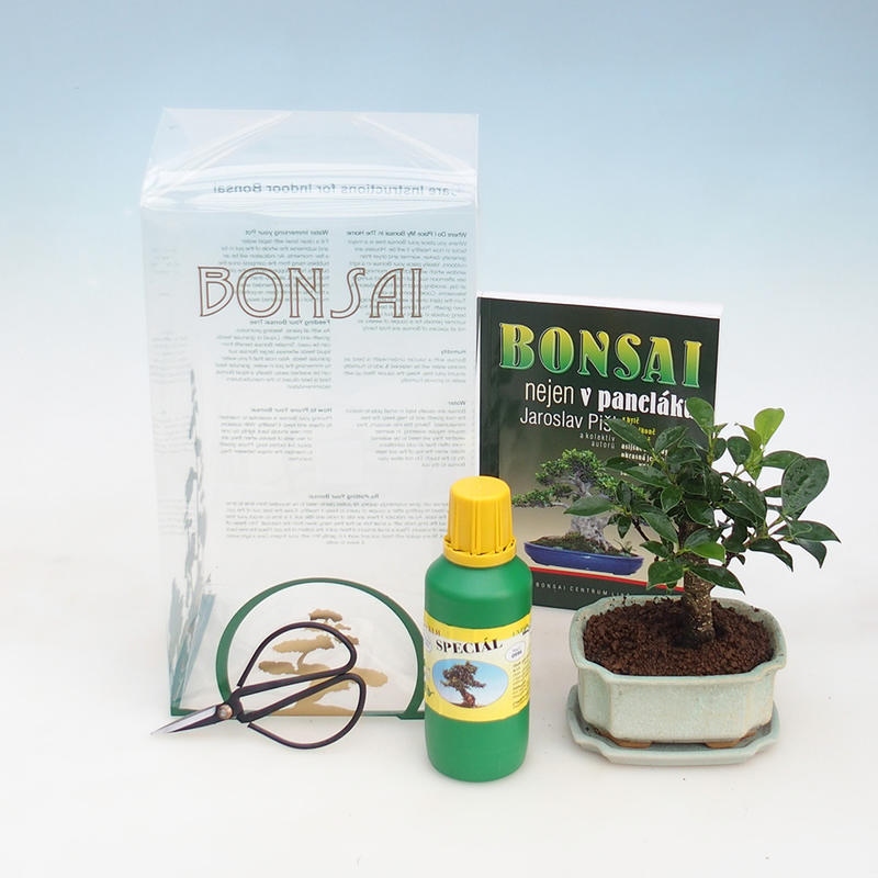 Zimmerbonsai im Geschenkkarton Ficus retusa - kleinblättriger Ficus