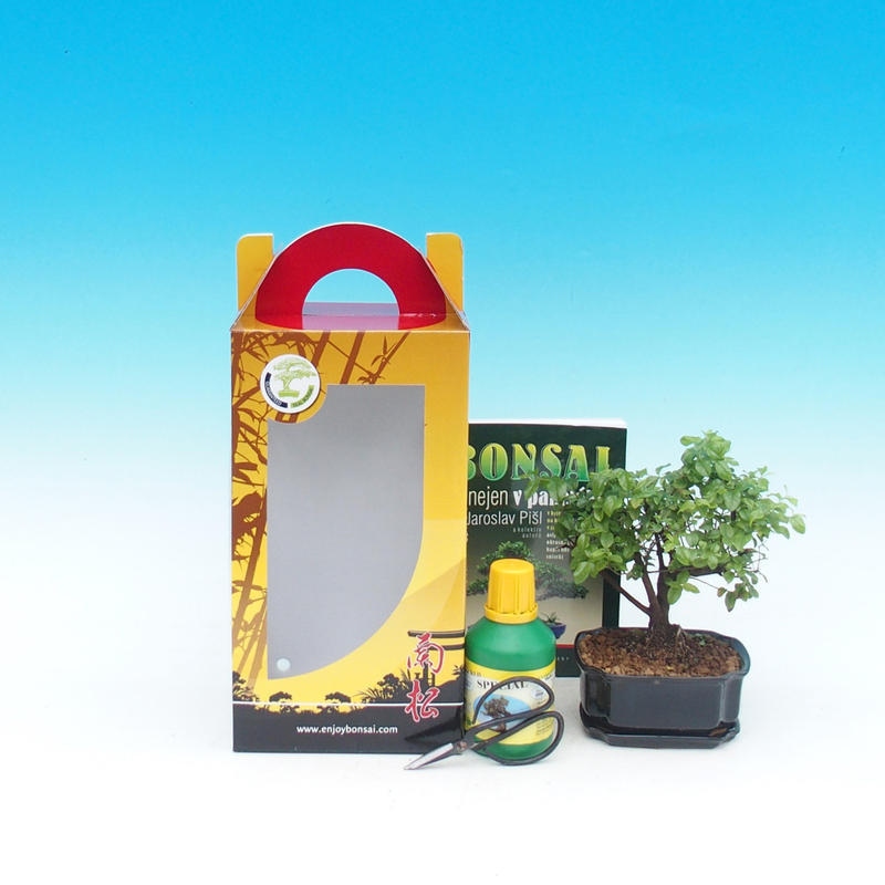 Zimmerbonsai im Geschenkkarton Carmona macrophylla - Tee fuki