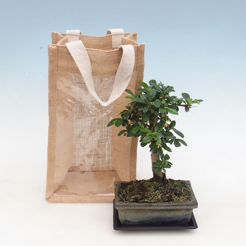 Zimmerbonsai in Geschenktüte - JUTA Carmona-tea fuki