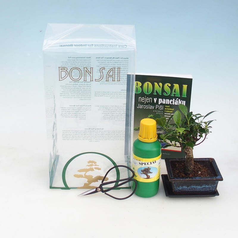 Zimmerbonsai im Geschenkkarton Ficus retusa - kleinblättriger Ficus