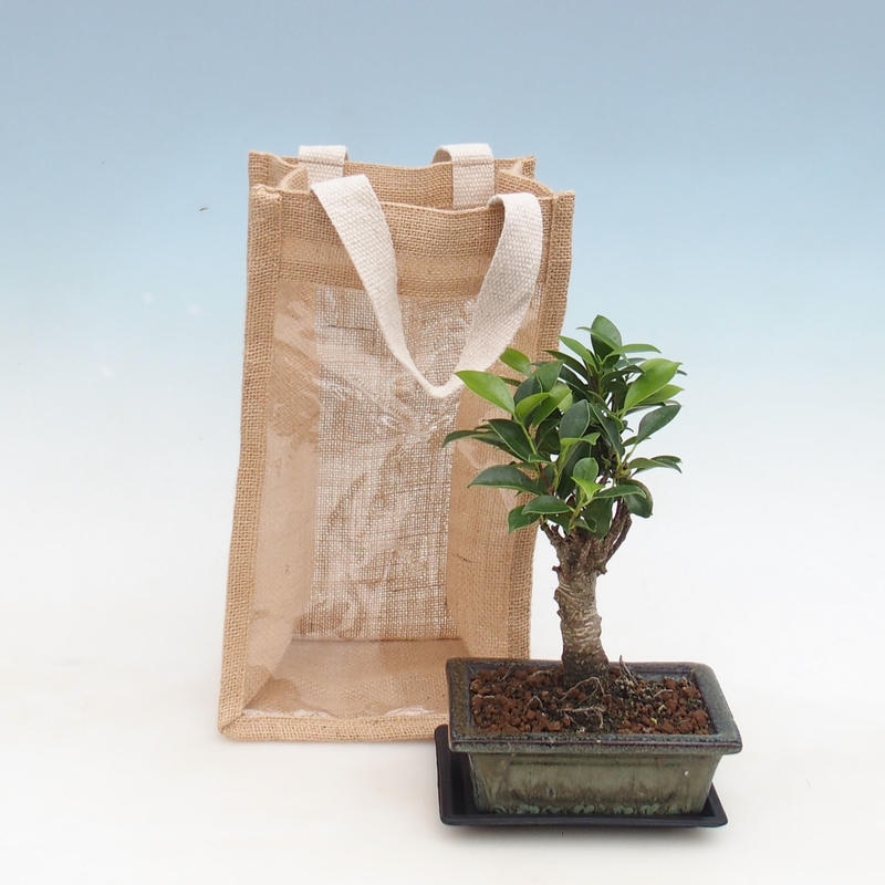 Zimmerbonsai in Geschenktüte - JUTA Ficus retusa