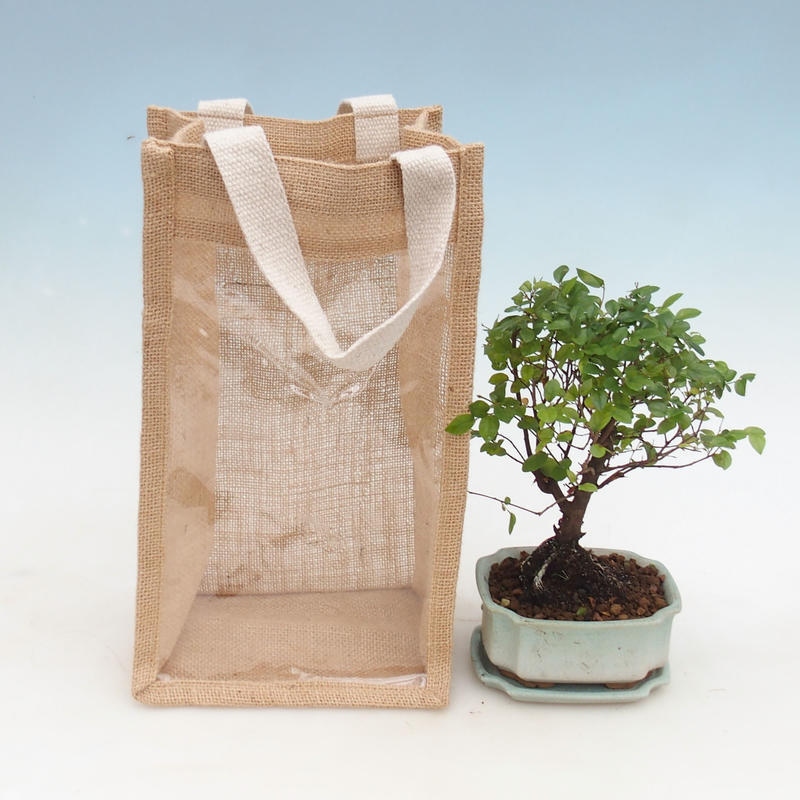 Zimmerbonsai in Geschenktüte - JUTA Sageretia thea