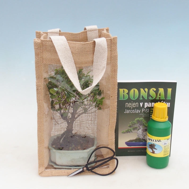 Zimmer Bonsai in einer Geschenktüte - JUTA