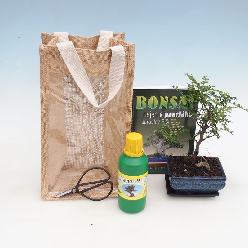 Zimmer Bonsai in einer Geschenktüte - JUTA