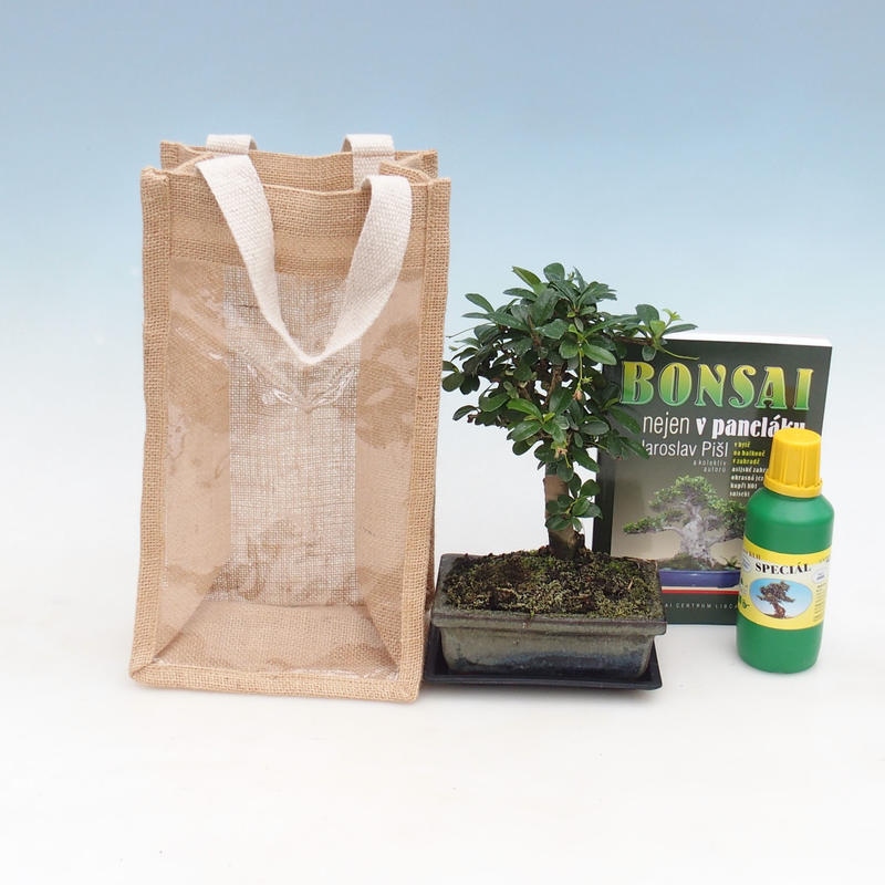 Zimmer Bonsai in einer Geschenktüte - JUTA