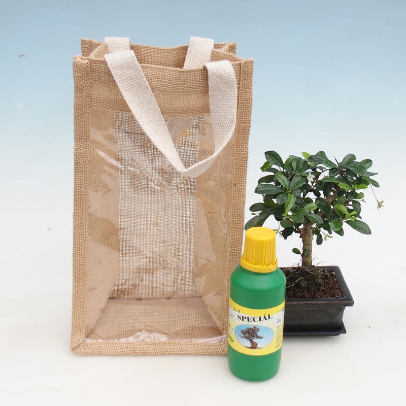 Zimmerbonsai in Geschenktüte - JUTA Carmona-tea fuki