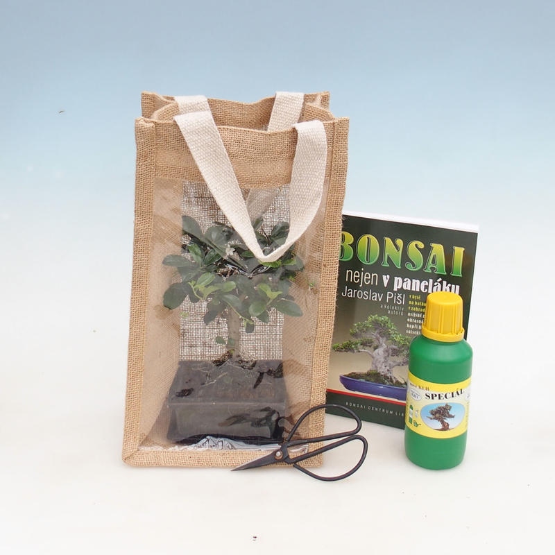 Zimmer Bonsai in einer Geschenktüte - JUTA