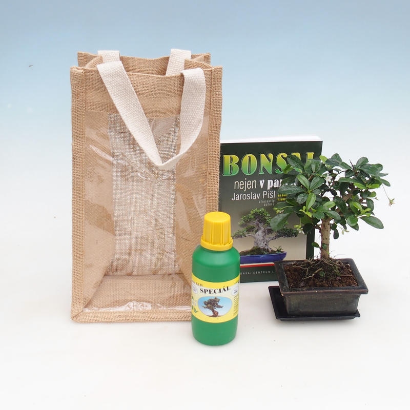 Zimmer Bonsai in einer Geschenktüte - JUTA