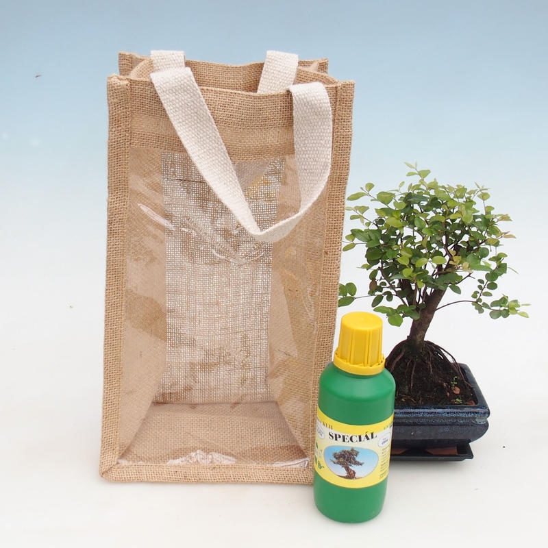 Zimmer Bonsai in einer Geschenktüte - JUTA