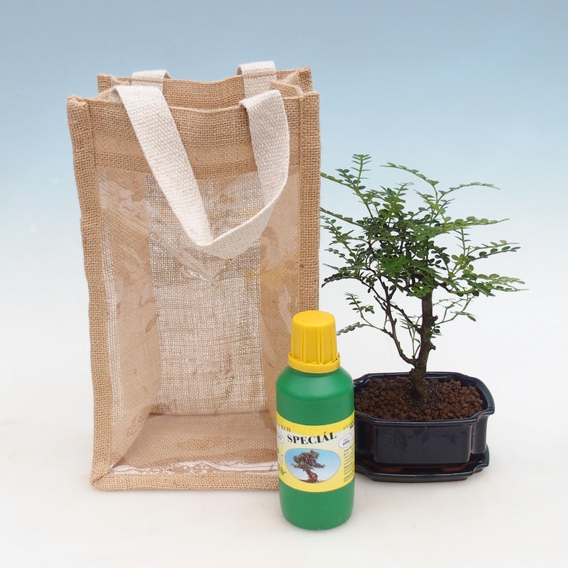 Zimmer Bonsai in einer Geschenktüte - JUTA