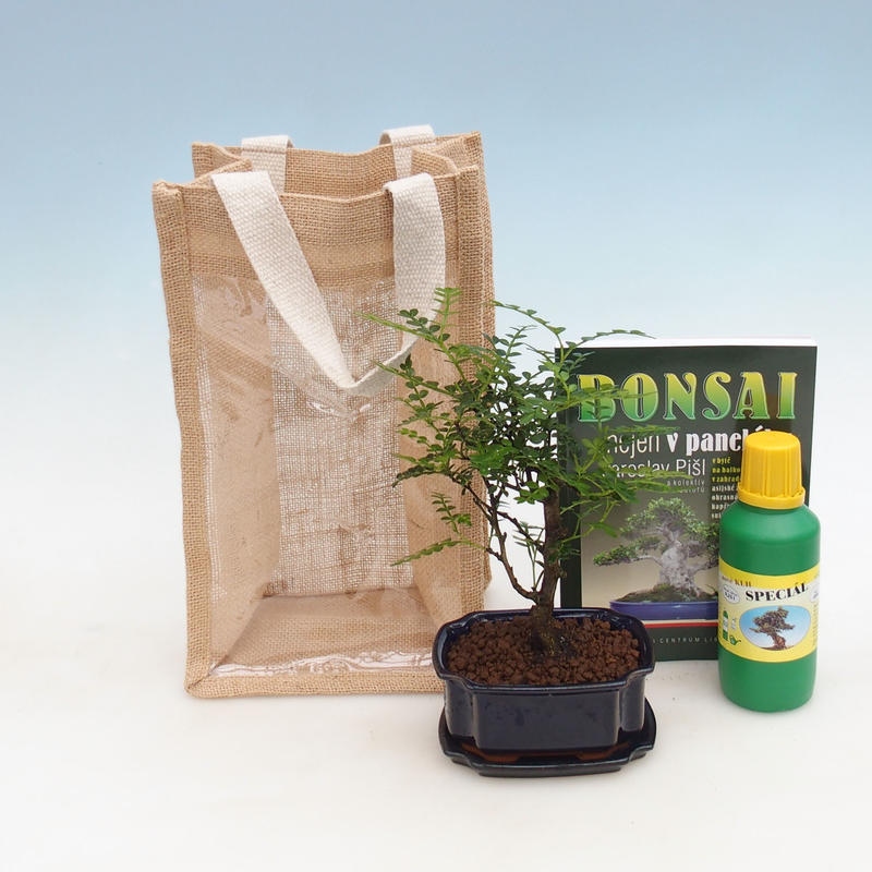 Zimmer Bonsai in einer Geschenktüte - JUTA