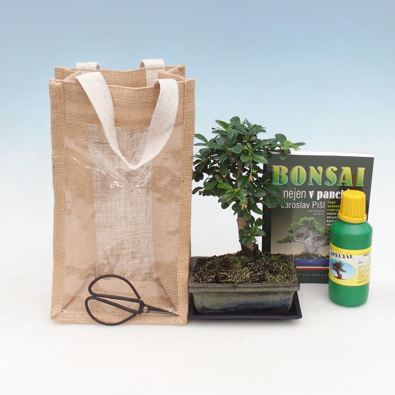 Zimmer Bonsai in einer Geschenktüte - JUTA