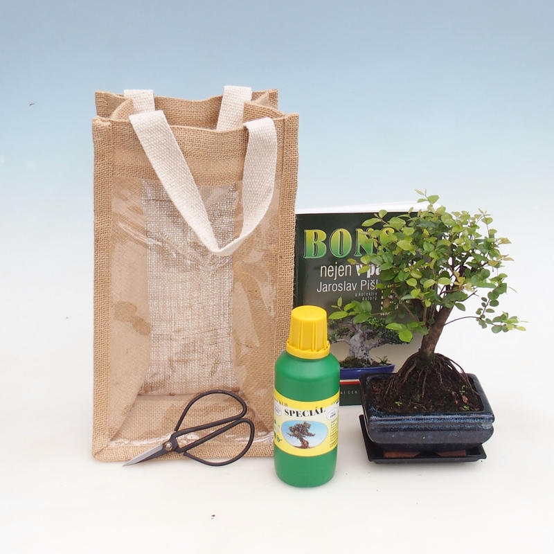 Zimmerbonsai in Geschenktüte - JUTA Sageretia thea