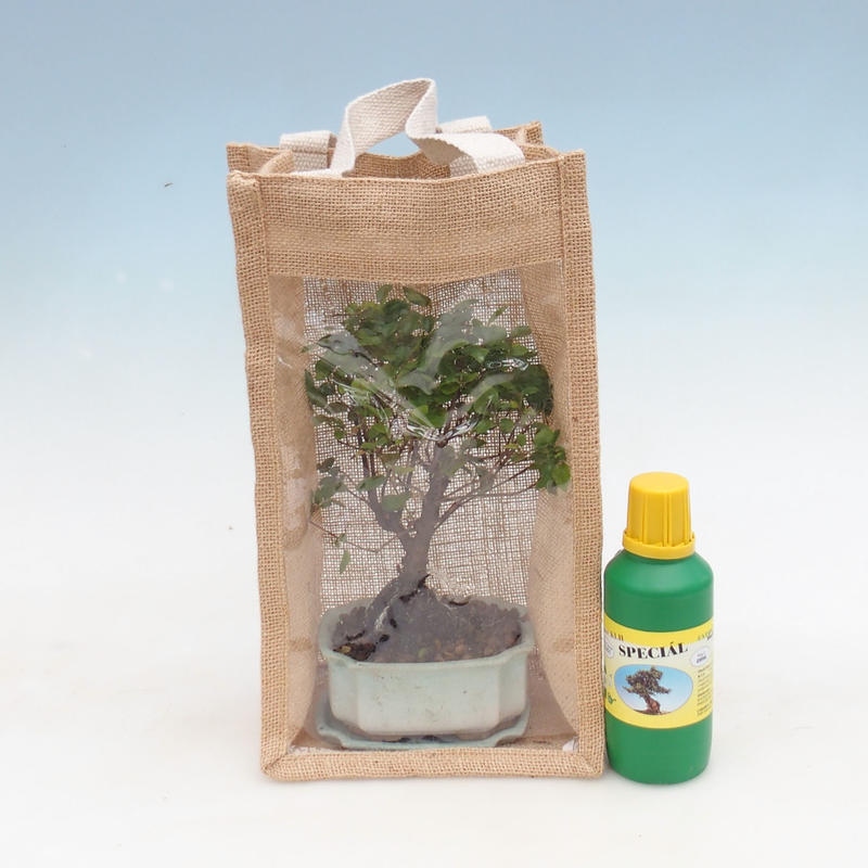 Zimmer Bonsai in einer Geschenktüte - JUTA