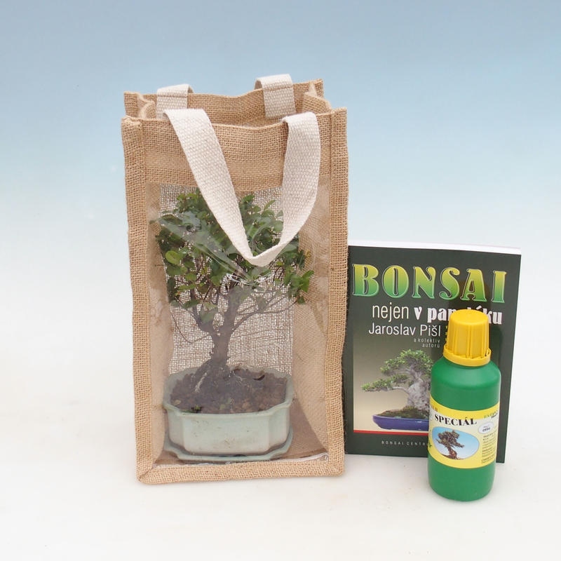 Zimmer Bonsai in einer Geschenktüte - JUTA