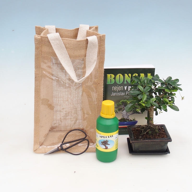 Zimmerbonsai in einer Geschenktüte – JUTA Carmona – Fuki-Tee