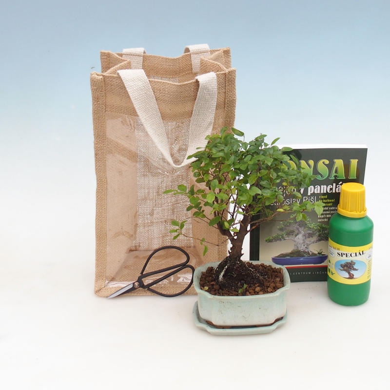 Zimmerbonsai in Geschenktüte - JUTA Sageretia thea